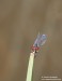 Šidélko rudoočko (Vážky), Erythromma najas (Odonata)